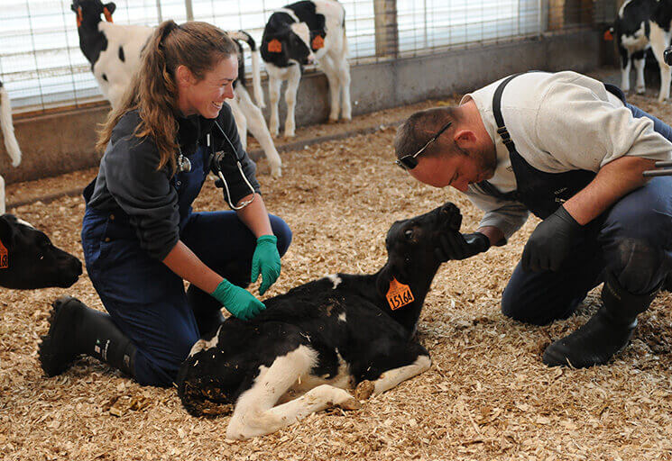 Image: Is the Animal Science Management Program Right For You?