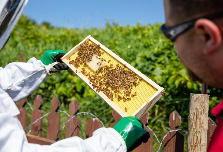 Image: Sting Operation: What Does 'Saving the Bees' Really Mean